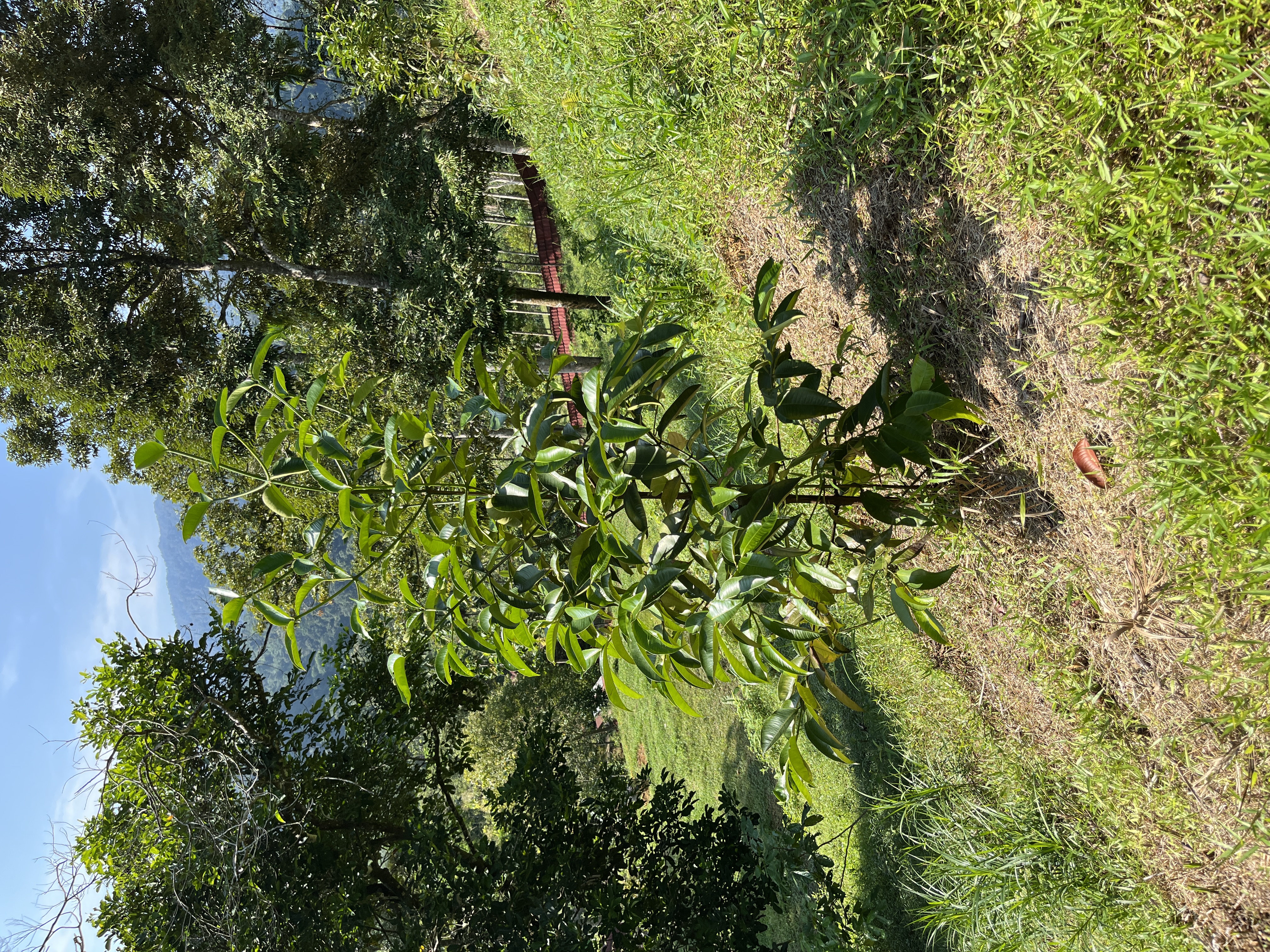 Pohon Manggis
