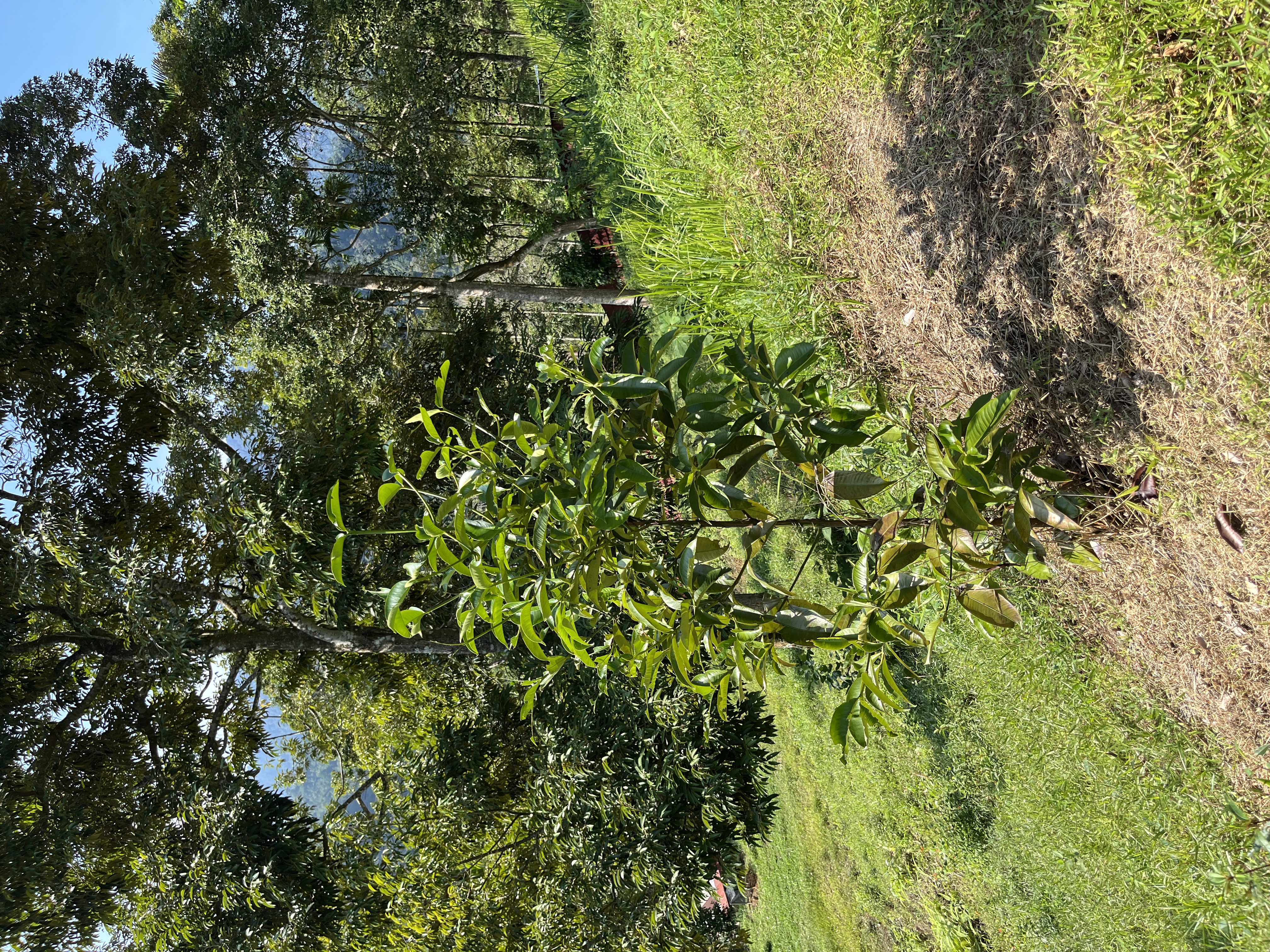 Pohon Manggis