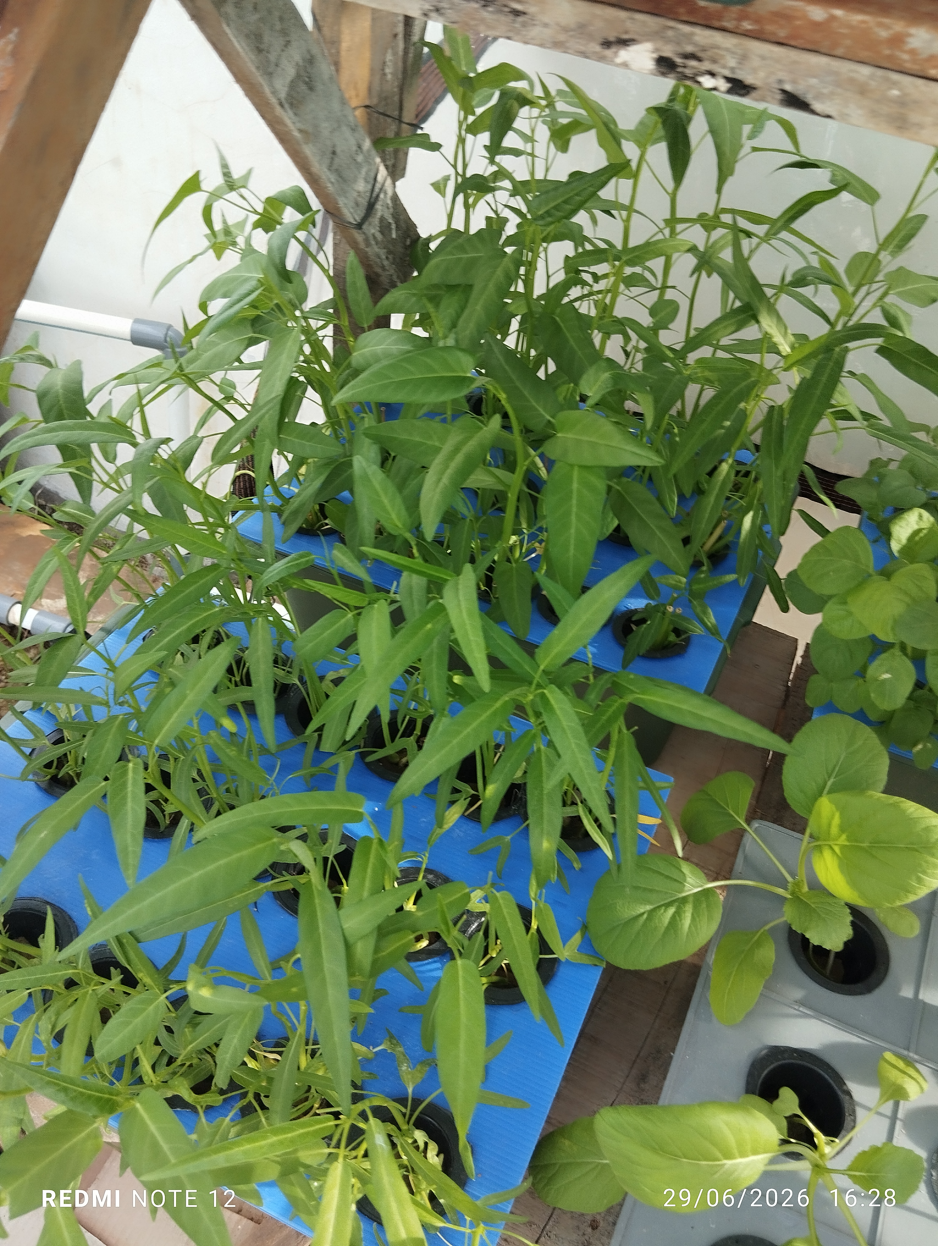 Kangkung