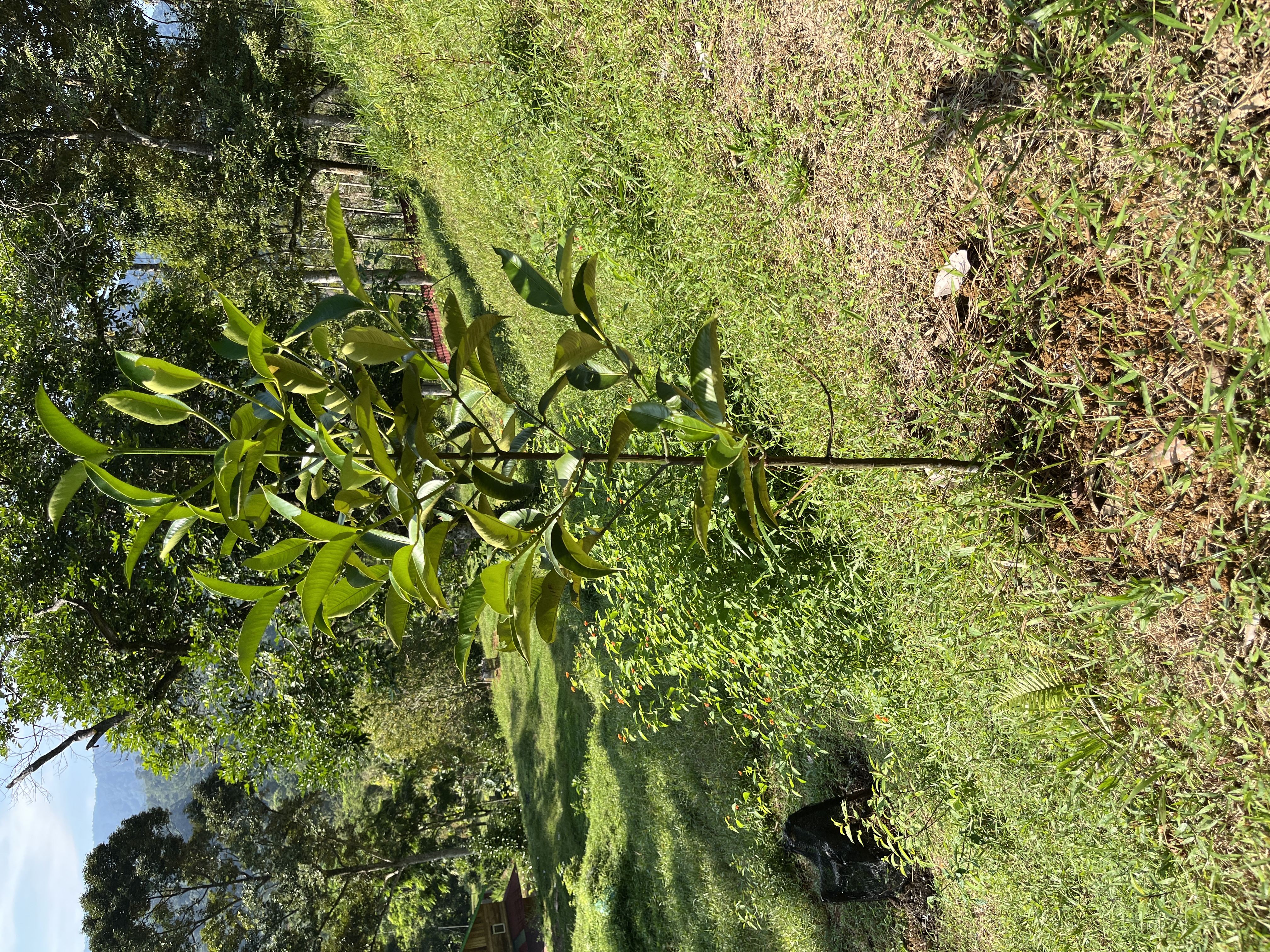 Pohon Manggis