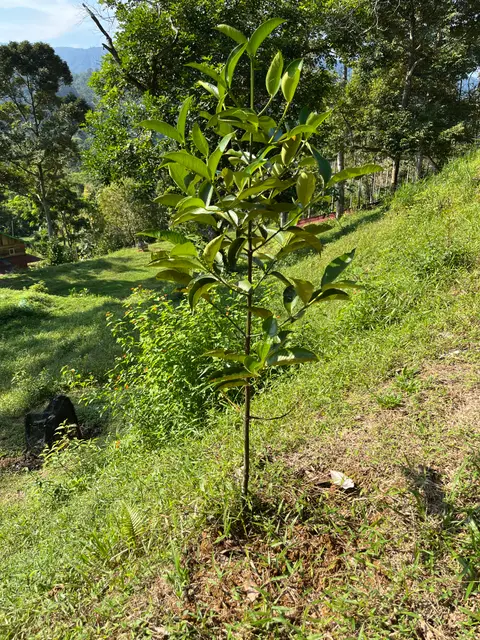 Pohon Manggis
