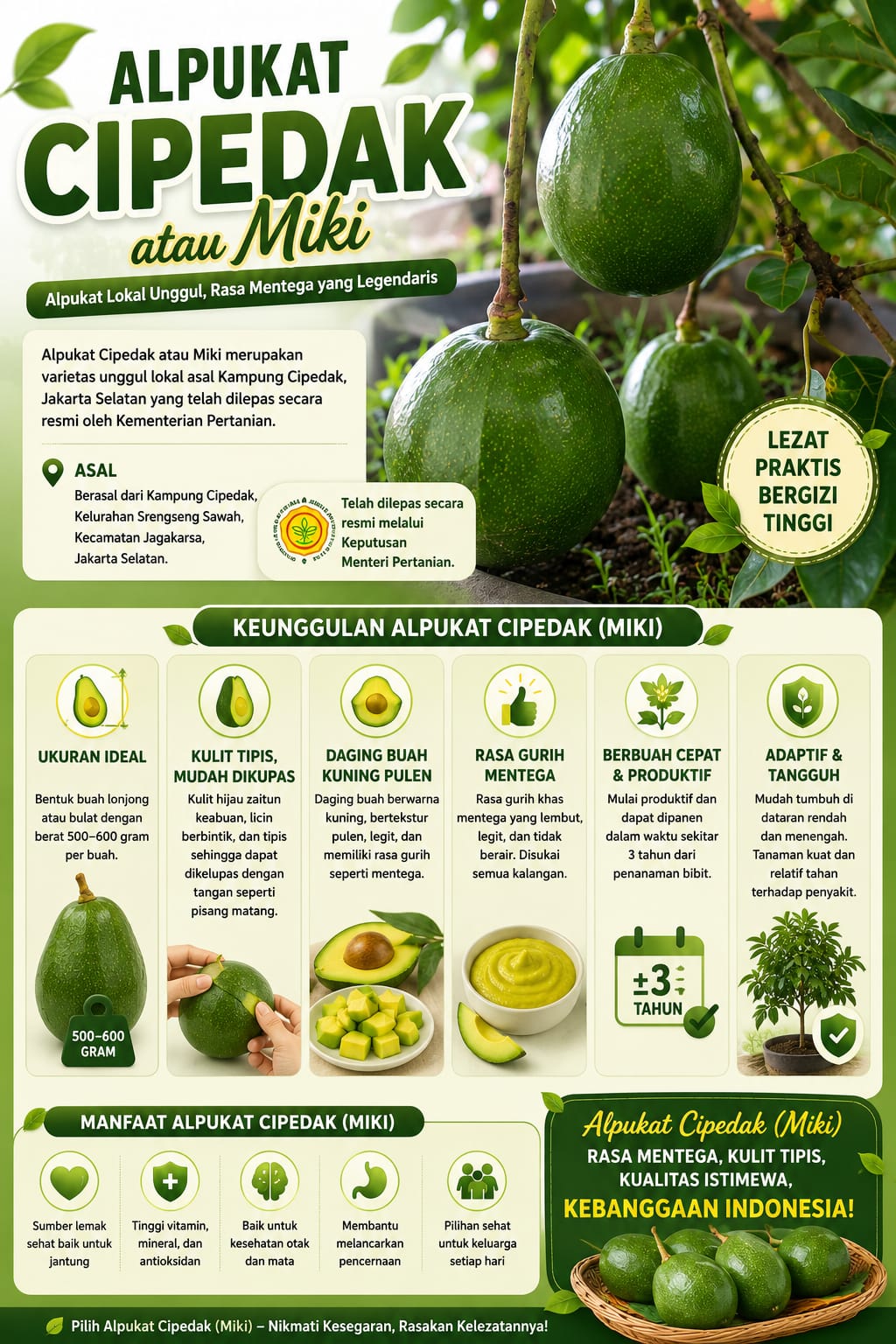 Pohon Alpukat