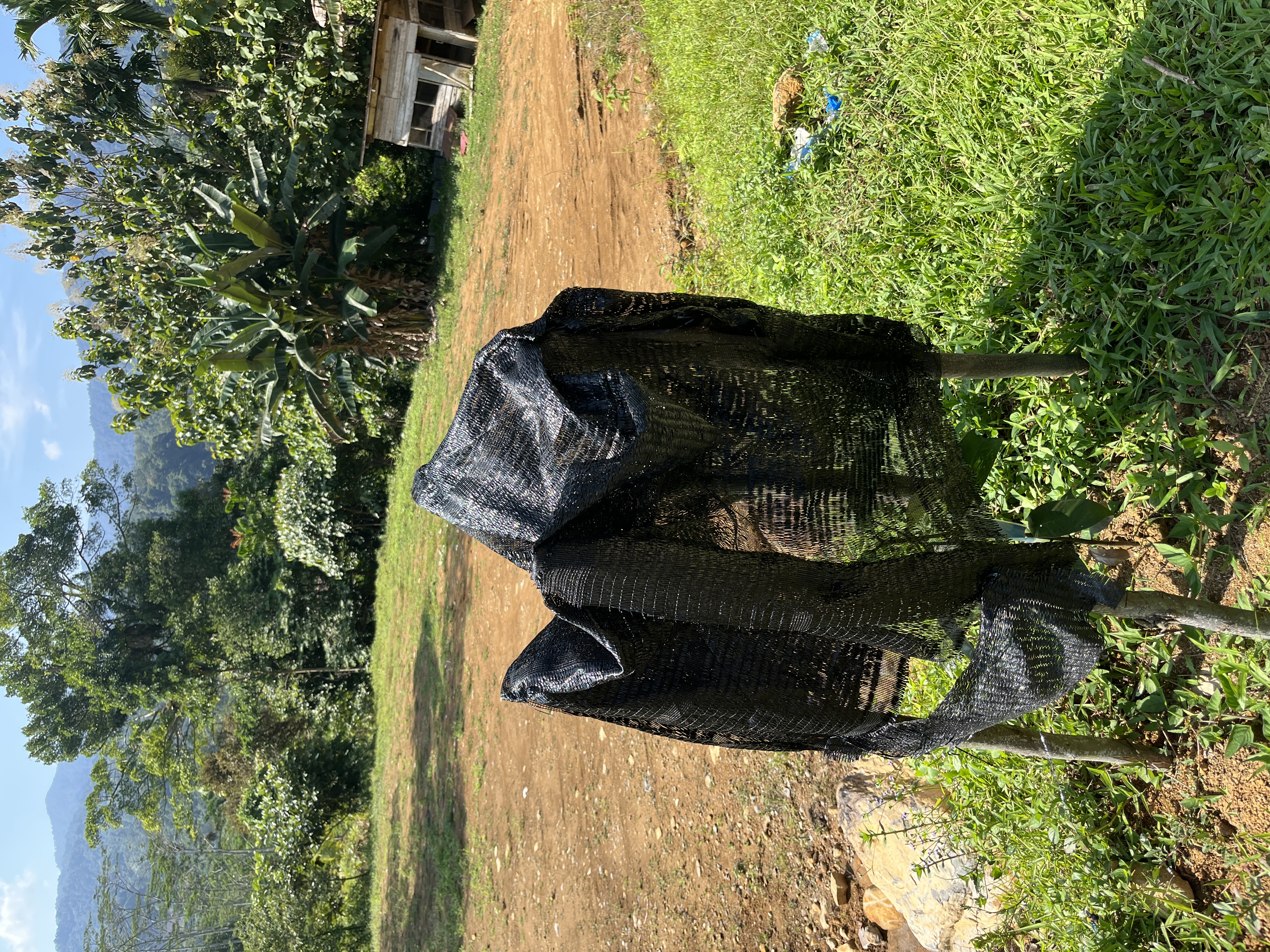 Pemantauan WKF-2026-0001 — Tanaman Hidroponik